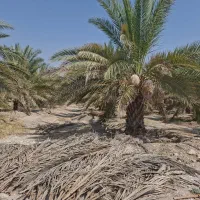 فروش نخل زاهدی دومتری