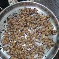 حلزون رایگان