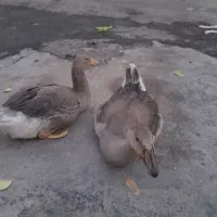 همه