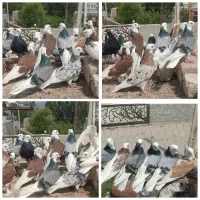 شازده یا همان