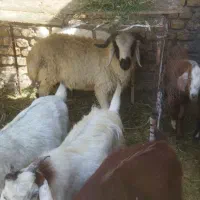 گوسفند