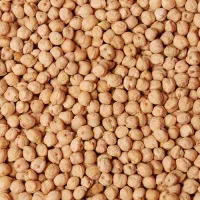 نخود بوجاری درجه یک کاشت امسال