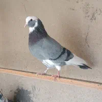 کبوتر پرشی