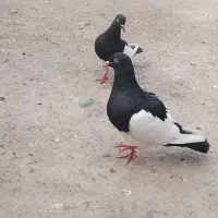 کفتر|پرنده|گلباف, |دیوار