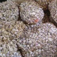 سیر درجه یک درشت. ۱۵۰