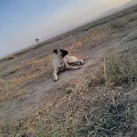 سگ سرابی