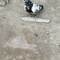 کبوتر