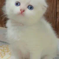 پسرنقره ای باچشم اقیانوسی