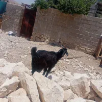 کهره‌چاق