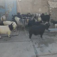 بز داشتی