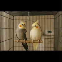 عروس هلندی پیدا شده