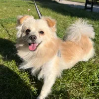 واگذاری سگ پامر۴/۰۰۰/۰۰۰