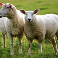 گوسفند زنده افشار و بیجار ومغان