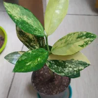 گل آپارتمانی