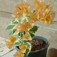 قیمت اولی دوتا زرد دوتومن