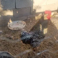 خروس اصل نژادآمریکایی