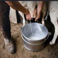 شیر بز و گوسفند