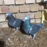 کفتر