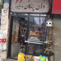 قفس پرندگان عروس هلندی