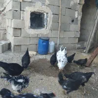 مرغ تخم گذار گلین