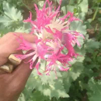 ابزار برداشت گیاهان دارویی