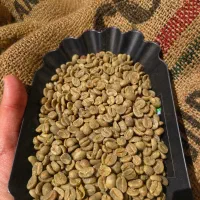 فروش دان سبز قهوه با کیفیت بالا + ارسال سراسر کشور