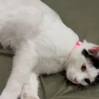 گربم گمشده|گربه|تهران, فاطمی|دیوار