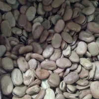 ۳۰۰کیلو باقله درشت و پزا موجوده