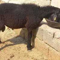بره قوچ همو هترو شیشک ۱۰ ماه