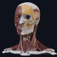 « مرکز تخصصی ماساژ »