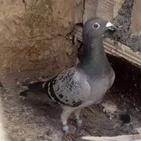 کفتر صید پرشی