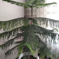 گل مطبق