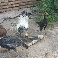 خروس برهمای اصل ۲ تا و مرغ لاری ۱
