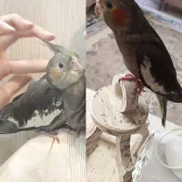 اسمش فندوق مریضه دارو میخوره/ وابسته گم شده