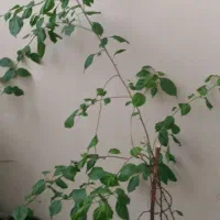 گل زیبا