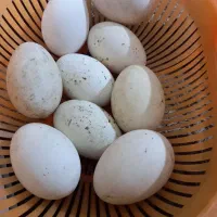 تخم غاز نطفه دار