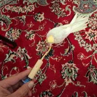 سرلاکی و نرم خور