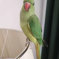 طوطی ملنگو 6ماهه