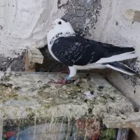 چهار عدد صید پرشی قلدر