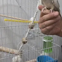 عروس هلندی