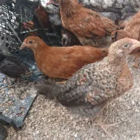 جوجه