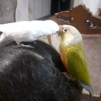 گمشده طوطی گیرینچیک