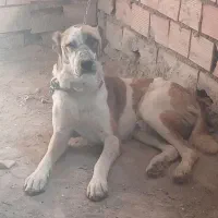 سگ افغان