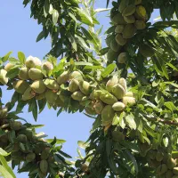 فروش بادام آجیلی در   روی درخت