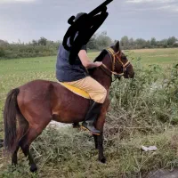 اسب خوش رخ همه چیز تمام