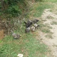 مرغ و جوجه محلی