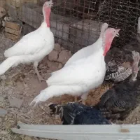 2عدد بوقلمون نر