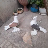 ۲جفت دوکت پاپر اصیل