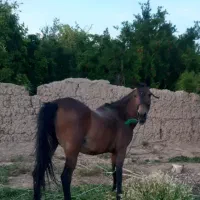 اسب با کره