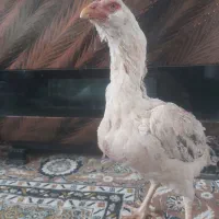 مرغ لاری اصل